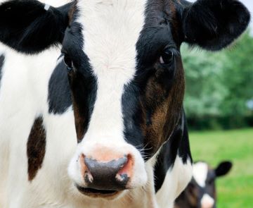home_cow Producing a high-energy component for livestock feed